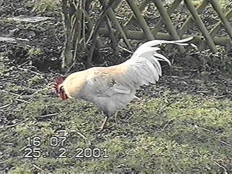 huehner2001_02.jpg